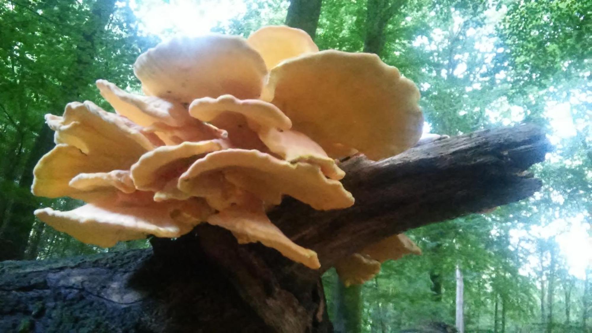 Poort Van De Veluwe Вортуізен Екстер'єр фото